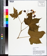 Rubus odoratus image