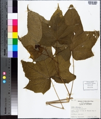 Rubus odoratus image