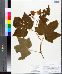 Rubus odoratus image