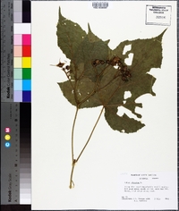 Rubus odoratus image