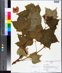 Rubus odoratus image