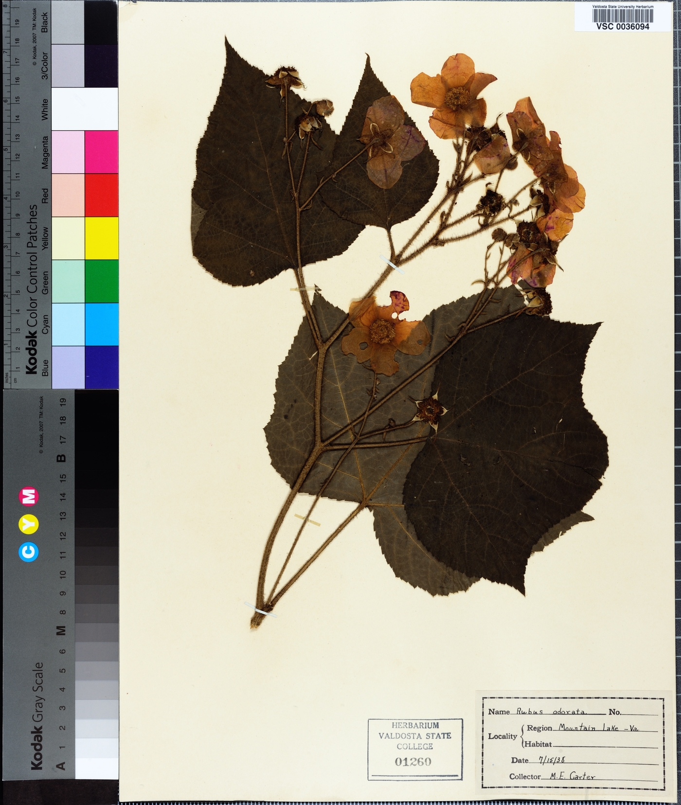 Rubus odoratus image