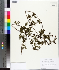 Rubus trivialis image