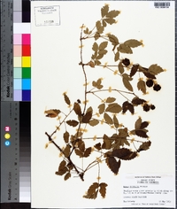 Rubus trivialis image