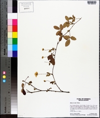 Rubus trivialis image