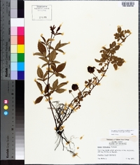 Rubus trivialis image