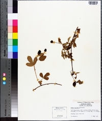 Rubus trivialis image