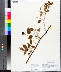 Rubus trivialis image