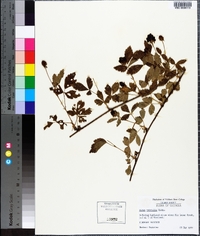 Rubus trivialis image