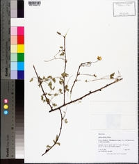 Rubus trivialis image