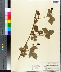 Rubus baileyanus image