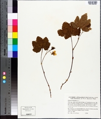 Rubus chamaemorus image