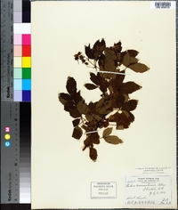 Rubus vermontanus image