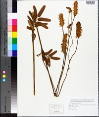 Sanguisorba canadensis image