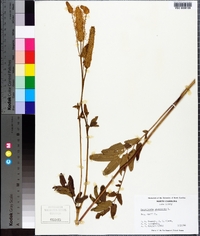 Sanguisorba canadensis image