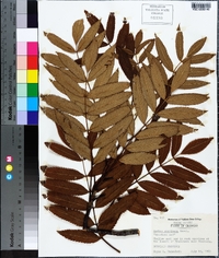 Sorbus americana image