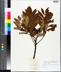 Sorbus americana image