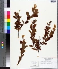 Spiraea latifolia image