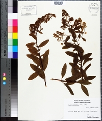 Spiraea latifolia image