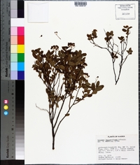 Spiraea stevenii image