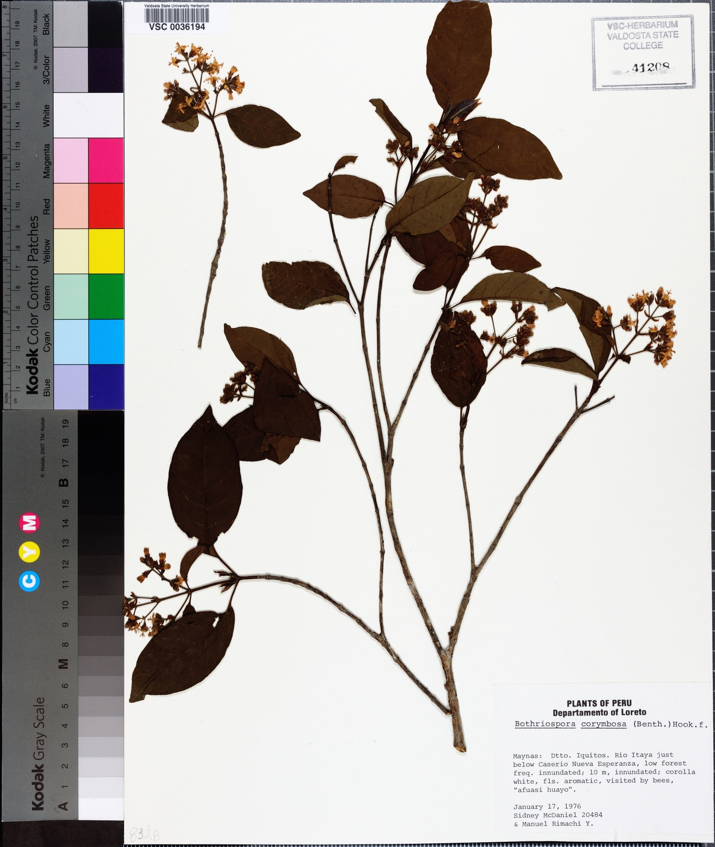 Bothriospora image