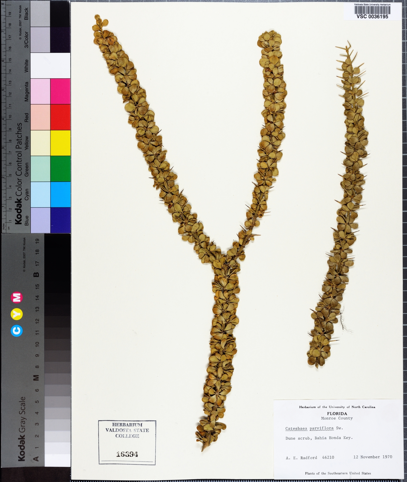 Catesbaea parviflora image