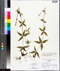 Galium latifolium image