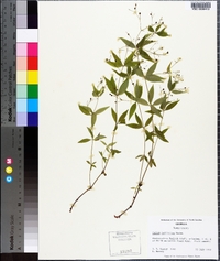 Galium latifolium image