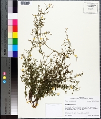 Galium pilosum image