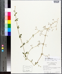 Galium pilosum image