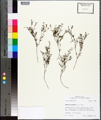 Stenaria nigricans image