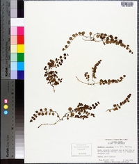 Houstonia procumbens image