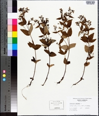 Houstonia purpurea image