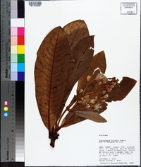 Platycarpum acreanum image