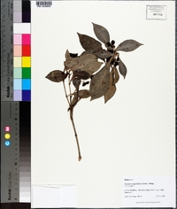 Psychotria ligustrifolia image