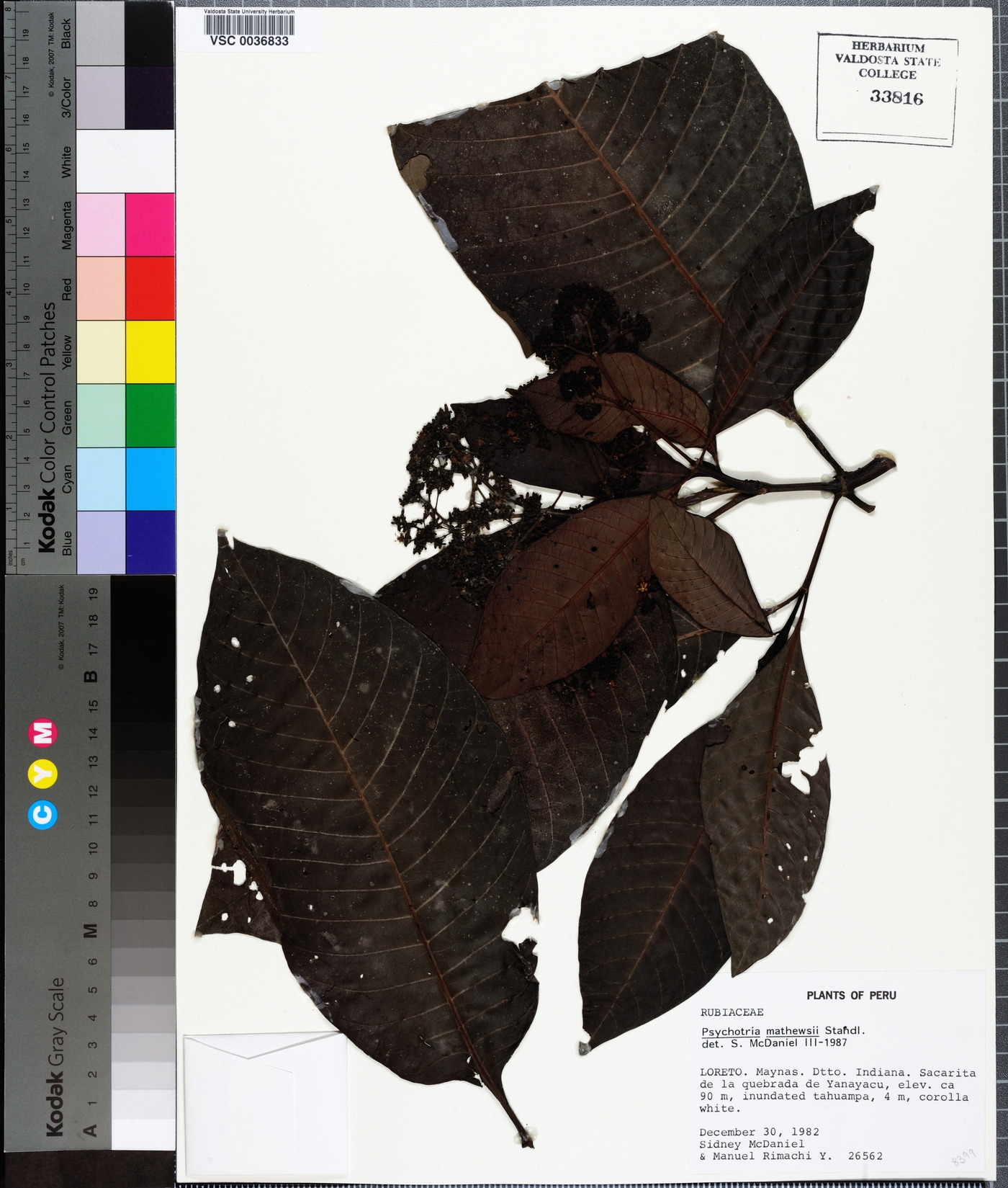 Psychotria mathewsii image