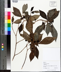 Psychotria nervosa image