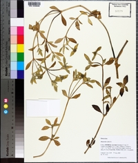 Richardia scabra image
