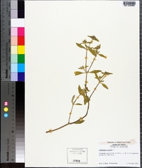 Richardia scabra image