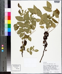 Zanthoxylum americanum image