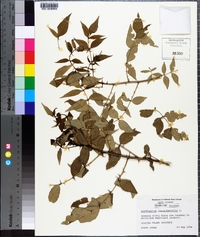 Zanthoxylum clava-herculis image