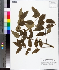 Zanthoxylum clava-herculis image