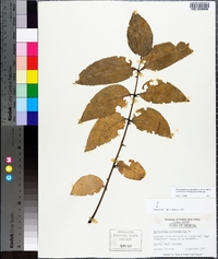 Zanthoxylum clava-herculis image