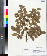 Zanthoxylum clava-herculis image