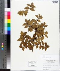 Zanthoxylum clava-herculis image