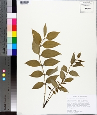 Zanthoxylum clava-herculis image