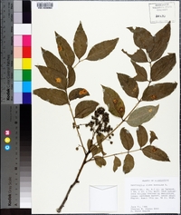 Zanthoxylum clava-herculis image