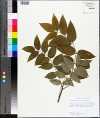 Zanthoxylum clava-herculis image