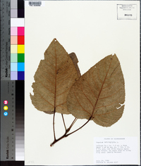 Populus heterophylla image