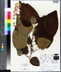 Populus heterophylla image